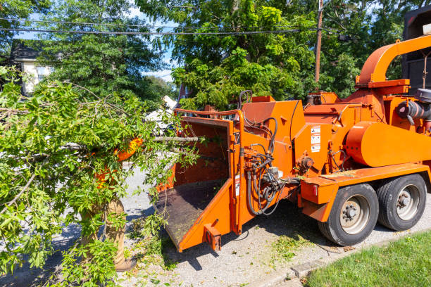  Boyceville, WI Tree Service Pros